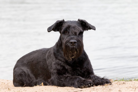 Portrait of Big Black Schnauzer dog which is lying on the sand. The water level is in the background.の写真素材