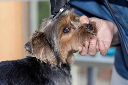 Shortening the hair of the  yorkshire terrier on the head using a razor. The dog is looking at the camera cuteの写真素材