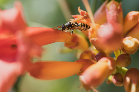 Close up view of the wasp on the orange flower trumpeter.の写真素材