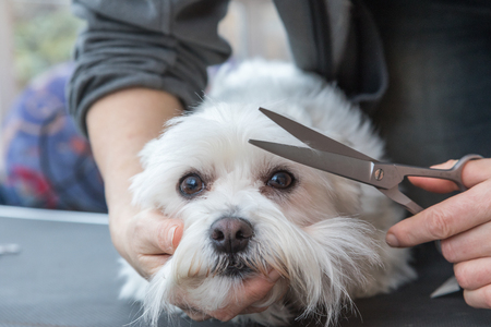 Front view o grooming fringe of white Maltese dog by scissors. Dog is lying on the grooming table and looking at the camera.の写真素材