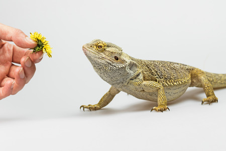 Agama lizard is coming to female hand holding a yellow flower dandelions. Everything is on a light background.の写真素材
