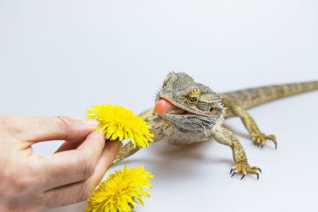 Agama lizard is feeding by a yellow flower dandelions. Agama fires tongue toward a dandelion.. Everything is on a light background.の写真素材