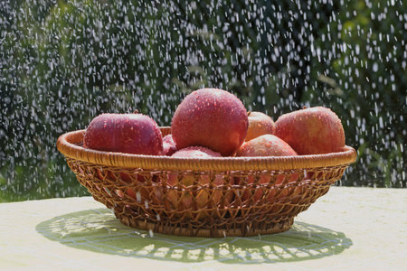 The group of red apples in the water stream standing in the basket outdoorsの写真素材