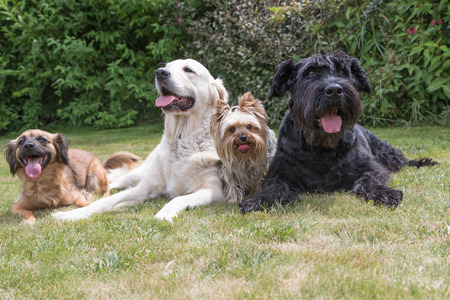 Crossbreed dog, Giant Black Schnauzer, Yorkshire Terrier and Golden Retriever dogs are lying on the lawn. Dogs are facing the camera and all have a protruding tongue.の写真素材