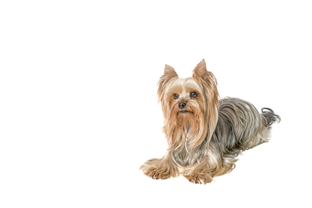 Side view of Yorkshire Terrier lying. All is isolated on the white background.の写真素材