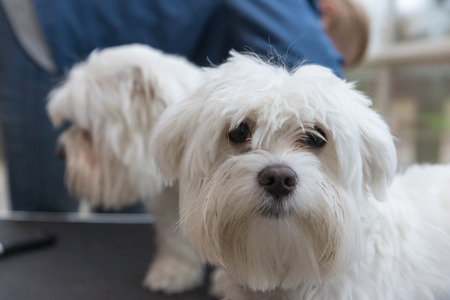 The pair of white dogs is standing on the grooming table. The cute dog in the foreground is looking at the camera.の写真素材