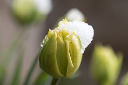 Closeup view of snowy still undeveloped tulip flower budの写真素材