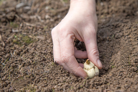 View of woman`s  hand planting flower bulb in the soil closeup