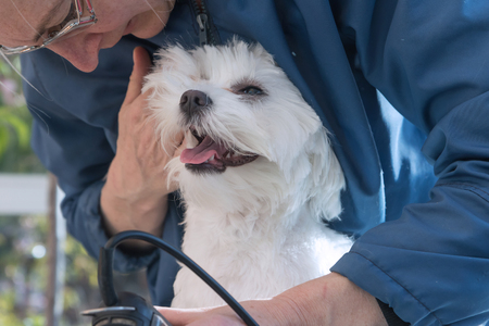 Closeup view of grooming the neck of white dog by electric razor. All potential trademarks are removed.の写真素材