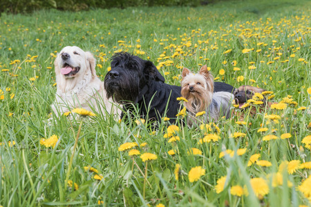 Giant Black Schnauzer Dog, Golden Retriever Dog, Yorkshire Terrier and crosbreed brown dog are lying at the blossoming dandelion meadow. Horizontally.の写真素材