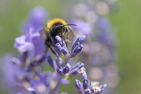Closeup front view of the bumble bee on the lavender flower.の写真素材