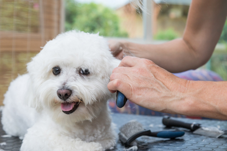 View of the groomer`s  hands combing ears of the white Bolognese dog.の写真素材