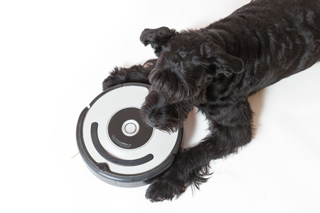 Studio shot, top view of the Giant Black Schnauzer dog is lying next to the robotic vacuum cleaner. All potential trademarks and control buttons are removed.の写真素材