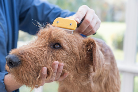 Side view of combing the head of Irish terrier closeupの写真素材