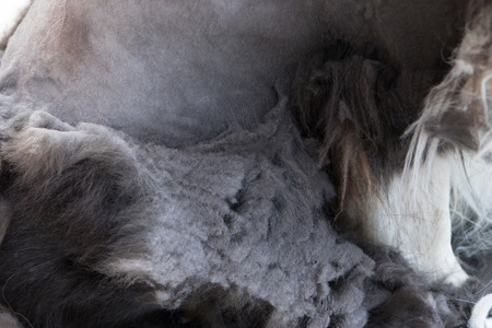 Closeup view of the felted hair of the Border Collie dog. Severe matting and unhealthy neglected coats requiring immediate action and removal to allow the relief of suffering and discomfort.
の写真素材