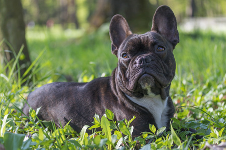 Portrait of the French Bulldog with closed mouth lying in the grass outdoorsの写真素材