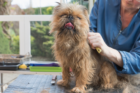 Trimming the Belgian Griffon dog. The dog with tongue is sitting on the table and looking at the camera. の写真素材