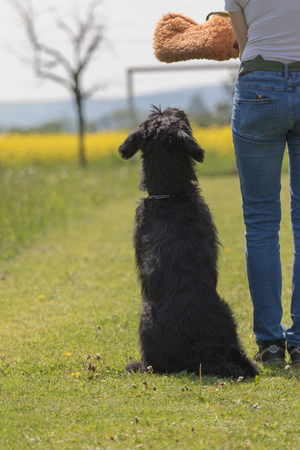 Dog obedience training according to new standards.  Black Schnauzer dog sitting next to his owner.の写真素材