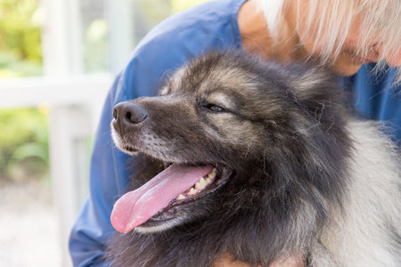 Head of trimed Wolf Spitz Dog closeup. Professional groomer woman is in the background.