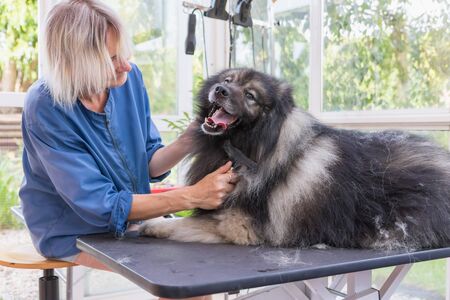 Professional groomer woman is trimming cute wolf spitz dog. The dog is lying on the adjustable hydraulic grooming table looking at the camera.の写真素材