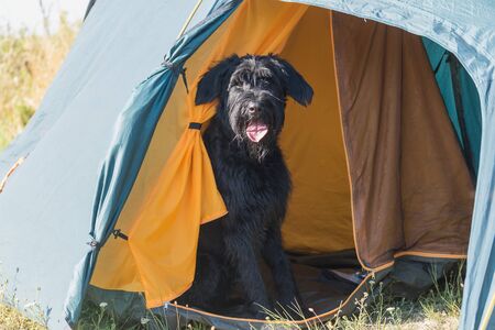 Big Black Schnauzer Dog is sitting at tent bed looking at the camera. All potential trademarks are removed.の写真素材