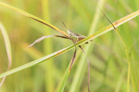 Grasshopper clinging to a blade of grass withered closeup. Horizontally.の写真素材