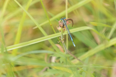 Top closeup view of Spearhead Bluet resting on plant in meadow. Horizontally.
