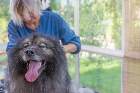 Trimed Wolf Spitz Dog is looking at the camera. Professional groomer woman is in the background. There is enough space for your text in this photo.の写真素材