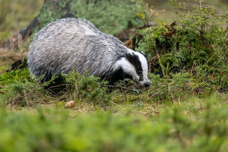The European badger (Meles meles) also known as the Eurasian badger is in the forestの写真素材