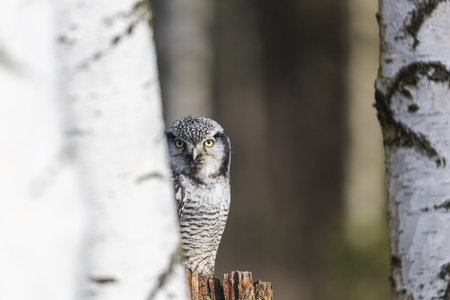Portrait of young northern hawk owl (Surnia ulula) in birch forest closeup.