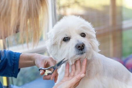 Cutting head of cute West Highland White Terrier, which is looking at the camera.の写真素材