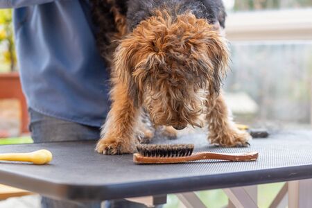 Groomer woman is trimming Puppy of Welsh Terrier Dog while the dog is adorable standing crouched over the grooming tool.の写真素材