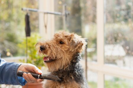 Combing the neck of puppy of Welsh Terrier.の写真素材