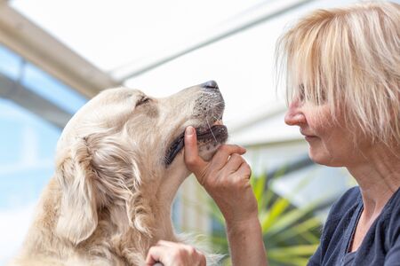 Closeup view of a professional groomer looking into the eyes of a Golden Retriever Dog supporting his chin. Horizontally.の写真素材