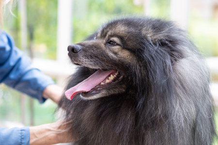 Trimed Wolf Spitz Dog with tongue out closeup.