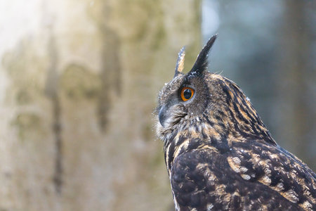 Side view of portrait of brown owl closeup.