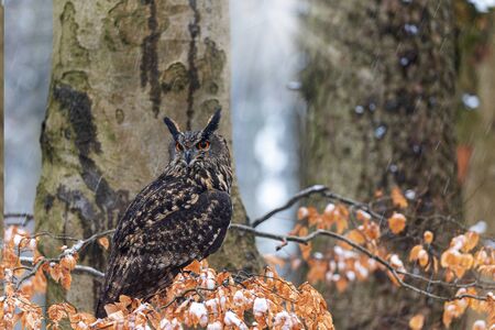 Brown owl is sitting on the snowy tree branch looking at the side.の写真素材