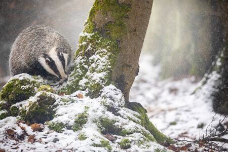 Front view of the European Badger is searching for food in the forest under snowfall.の写真素材