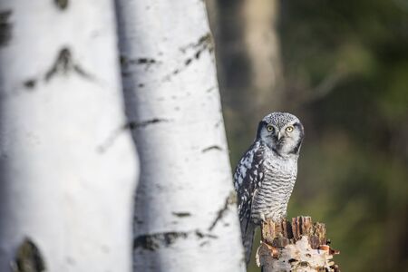 Portrait of young northern hawk owl (Surnia ulula) looking at the camera in birch forest.の写真素材