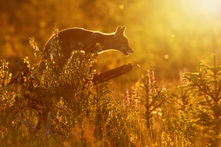 Red fox (Vulpes vulpes) posing in sunset strong backlight standing on a tree trunkの写真素材