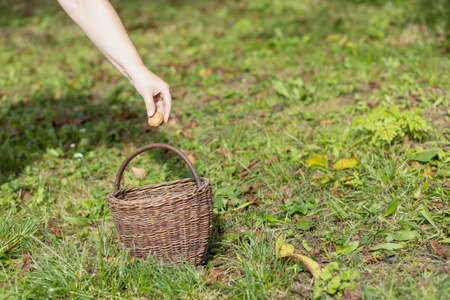 Hand throwing a walnut into handmade wicker basket in the garden.の写真素材
