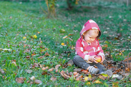 Portrait of cute baby boy looking at a fresh apple sitting in autumn garden in the sunset light.の写真素材