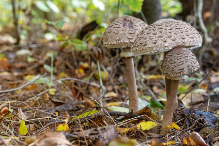 Trinity of edible parasol mushrooms in the autumn forest. Horizontally.