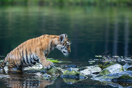 Side view of th Bengal tiger cub standing on stones in the lake Horizontally.の写真素材