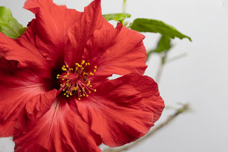 Red hibiscus flower closeup. The whole flower is sharp. Horizontally.