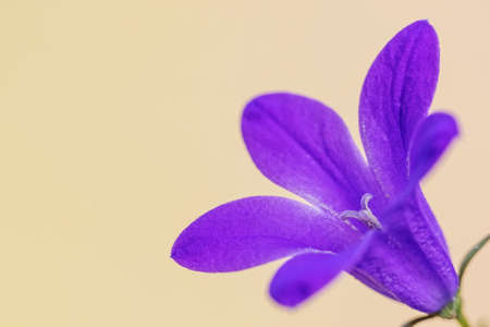 One blue bellflower closeup on the yellow and orange background.  Horizontally.の写真素材
