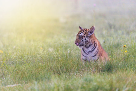 Bengal tiger cub sitting in meadow. Horizontally.の写真素材