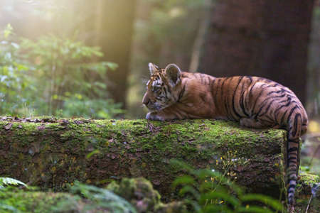 Side view of cute Bengal tiger cub lying on tree trunk in the forest. Horizontally.の写真素材