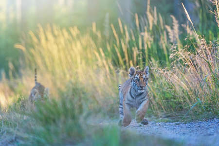 Bengal tiger cub is running against the camera. Horizontally.の写真素材