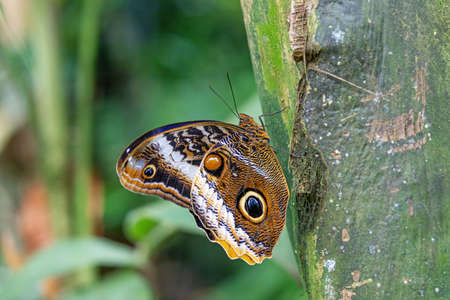 Owl Butterfly (Caligo memnon) on tree showing false eyesposts. Horizontally.の写真素材